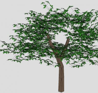 常绿浓密绿叶乔木SU模型下载_sketchup草图大师SKP模型