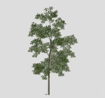 常绿双子叶乔木SU模型下载_sketchup草图大师SKP模型