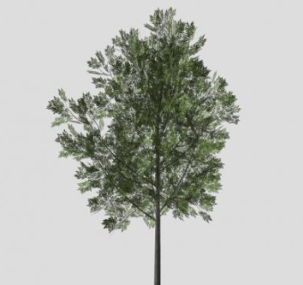 木犀科植物白蜡树SU模型下载_sketchup草图大师SKP模型