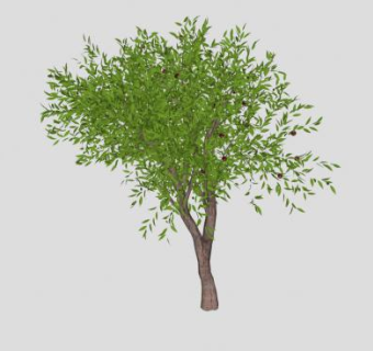 落叶小乔木油桃树SU模型下载_sketchup草图大师SKP模型