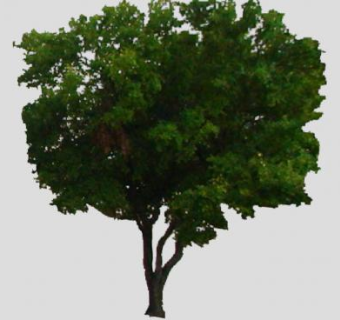 常绿叶乔木SU模型下载_sketchup草图大师SKP模型