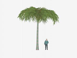 棕榈科椰属<em>椰子树</em>SU模型下载_sketchup草图大师SKP模型