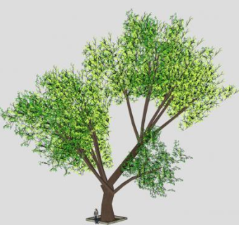 大树老树常绿乔木SU模型下载_sketchup草图大师SKP模型