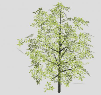 木本双子乔木植物SU模型下载_sketchup草图大师SKP模型