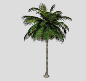 热带棕榈科椰子树SU模型下载_sketchup草图大师SKP模型