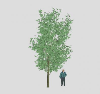 茂密高大乔木SU模型下载_sketchup草图大师SKP模型
