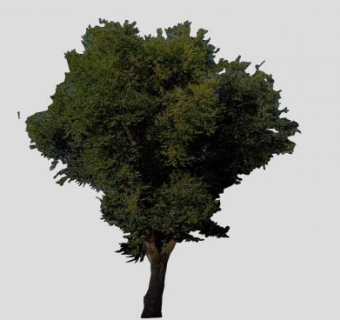 常绿树冠植物SU模型下载_sketchup草图大师SKP模型