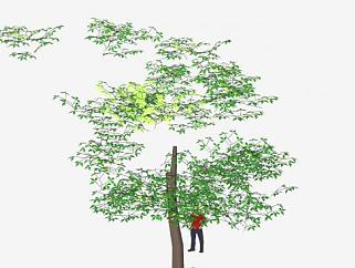 Y型树干常绿树SU模型下载_sketchup草图大师SKP模型