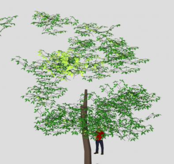 Y型树干常绿树SU模型下载_sketchup草图大师SKP模型