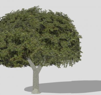 落叶乔木橡树SU模型下载_sketchup草图大师SKP模型