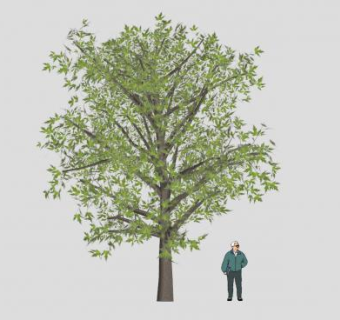 槭树科植物槭树SU模型下载_sketchup草图大师SKP模型