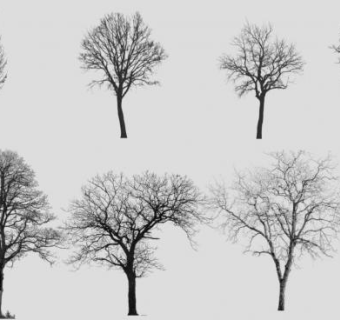 多种落叶乔木SU模型下载_sketchup草图大师SKP模型