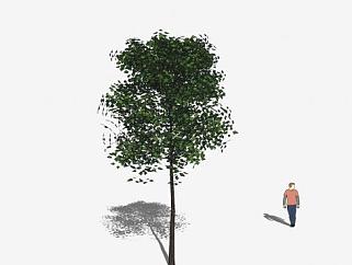细树干常绿树SU模型下载_sketchup草图大师SKP模型