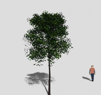 细树干常绿树SU模型下载_sketchup草图大师SKP模型