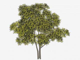 多树干常绿乔木SU模型下载_sketchup草图大师SKP模型