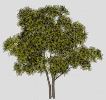 多树干常绿乔木SU模型下载_sketchup草图大师SKP模型