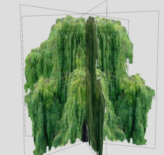 双子叶植物柳树SU模型下载_sketchup草图大师SKP模型