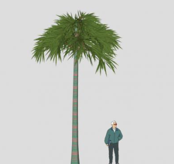 单子叶植物椰子树SU模型下载_sketchup草图大师SKP模型