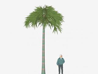 单子叶植物椰子树SU模型下载_sketchup草图大师SKP模型