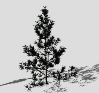 针叶树松树乔木SU模型下载_sketchup草图大师SKP模型