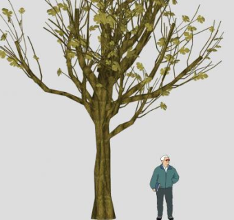 秋天落叶乔木SU模型下载_sketchup草图大师SKP模型