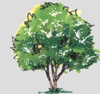 卡通漫画树木SU模型下载_sketchup草图大师SKP模型