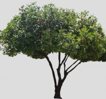 柑橘属果树SU模型下载_sketchup草图大师SKP模型