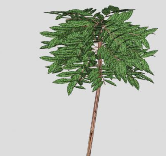 细树干双子叶树木SU模型下载_sketchup草图大师SKP模型