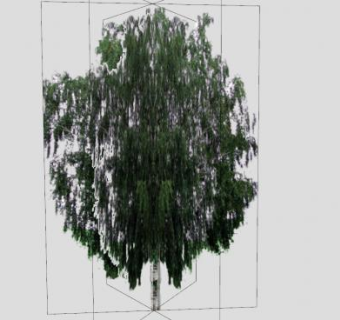 落叶乔木桦树SU模型下载_sketchup草图大师SKP模型