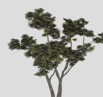 落叶乔木桑属桑树SU模型下载_sketchup草图大师SKP模型