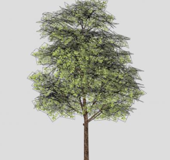 常绿树阔叶乔木SU模型下载_sketchup草图大师SKP模型