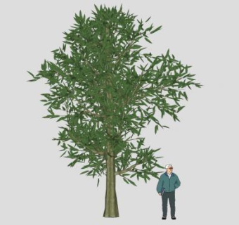 单子叶阔叶树SU模型下载_sketchup草图大师SKP模型