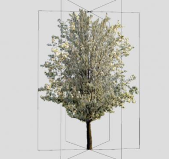 蔷薇科植物樱桃树SU模型下载_sketchup草图大师SKP模型