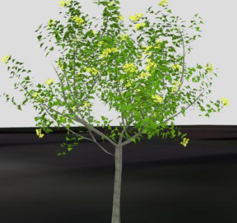 常绿阔叶乔木桂花树SU模型下载_sketchup草图大师SKP模型