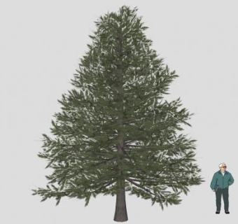 松柏纲松树SU模型下载_sketchup草图大师SKP模型