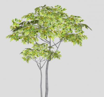 双子叶植物梧桐树SU模型下载_sketchup草图大师SKP模型