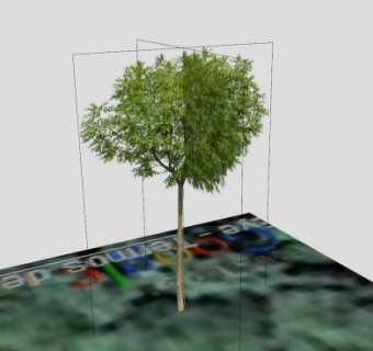 常绿植物双子叶乔木SU模型下载_sketchup草图大师SKP模型