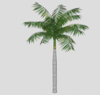 被子植物棕榈树SU模型下载_sketchup草图大师SKP模型