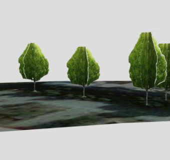 常绿双子叶树木SU模型下载_sketchup草图大师SKP模型