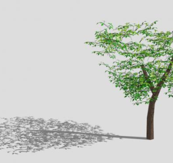 双子叶落叶树SU模型下载_sketchup草图大师SKP模型