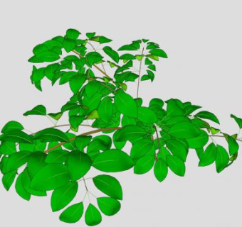 绿叶小乔木SU模型下载_sketchup草图大师SKP模型
