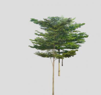落叶大乔木榄仁树SU模型下载_sketchup草图大师SKP模型