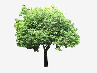 热带常绿树木SU模型下载_sketchup草图大师SKP模型