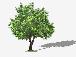 常<em>绿树</em>植物乔木SU模型下载_sketchup草图大师SKP模型