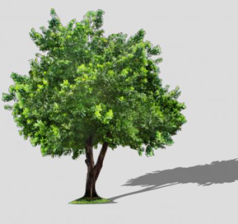 常绿树植物乔木SU模型下载_sketchup草图大师SKP模型