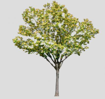 被子植物玉兰树SU模型下载_sketchup草图大师SKP模型