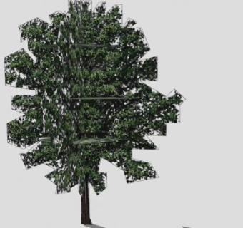 壳斗目植物栎树SU模型下载_sketchup草图大师SKP模型