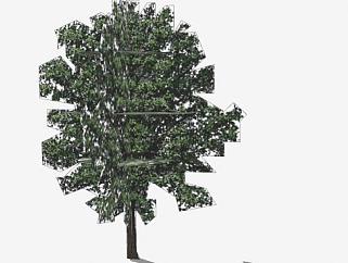 壳斗目植物栎树SU模型下载_sketchup草图大师SKP模型