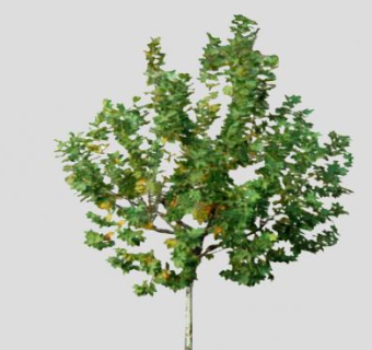 阔叶木植物乔木SU模型下载_sketchup草图大师SKP模型