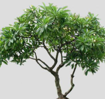 被子植物缅栀花SU模型下载_sketchup草图大师SKP模型